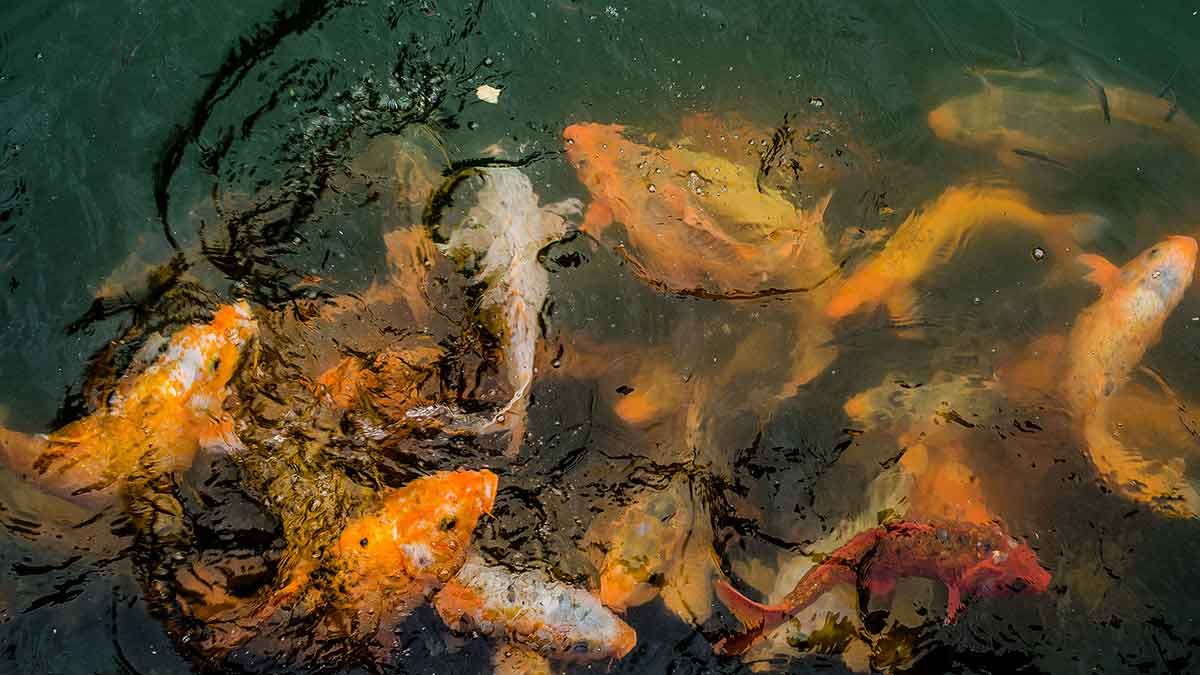 香港六宝合典资料大全